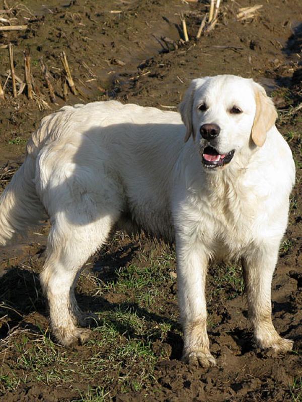 8 maand en terug vuil