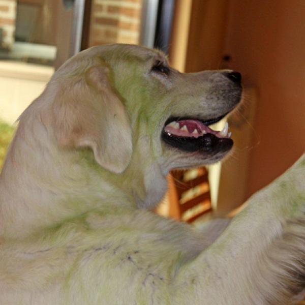 Goldens are also in green, especially if the grass is mowed just
